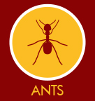 Ants