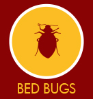 Bed Bugs