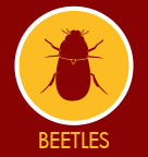 Beetles