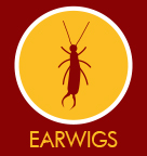 Earwigs