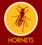 Hornets