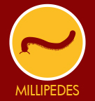 Millipede