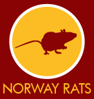 Norway Rat
