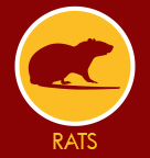 Rats