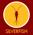 Silverfish